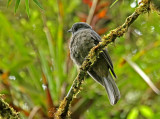 Dusky Piha