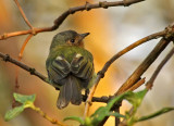 Rufous-breasted Flycatcher