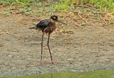 Black-necked Stilt