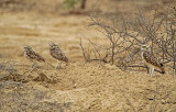 Burrowing Owl