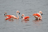 Chilean Flamingo