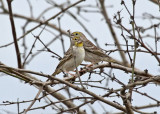 Sulphur-throated Finch