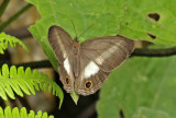 Euptychoides albofasciata