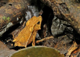 Rhinella margaritifera