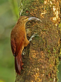 Strong-billed Woodcreeper