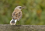 Tropical Mockingbird