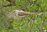 Tropical Mockingbird