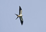 Swallow-tailed Kite