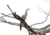 Anhinga