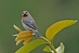 Chestnut-bellied Seedeater