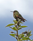 Viridian Metaltail