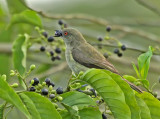 Yellow-bellied Dacnis