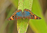 Junonia evarete