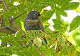 Bronze-winged Parrot