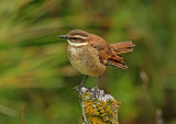 Chestnut-winged  Cinclodes