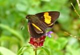Butterfly-San-Isidro.jpg