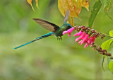 Long-tailed Sylph