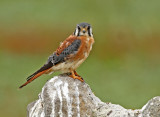 American Kestrel