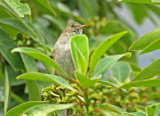 White-crested Elaenia