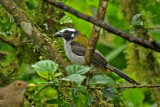 Black-winged Saltator