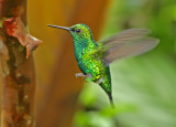 Western Emerald