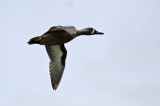 Blue-winged Teal