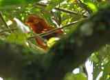 Andean Cock-of-the-Rock