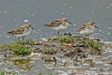 Least Sandpiper