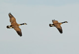 Canada Goose