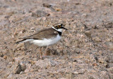 Little Ringed Plover