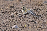 Golden Plover