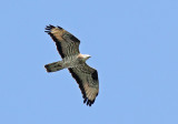 Honey Buzzard