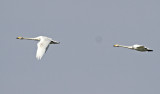 Whooper Swan