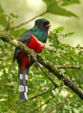 Highland Trogon
