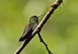 Greenish Puffleg
