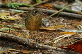 Plain-backed Antpitta