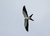 Swallow-tailed Kite