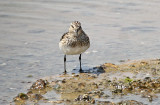 Bairds Sandpiper