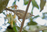 Fasciated Wren