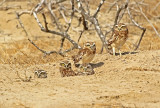 Burrowing Owl