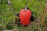 Magnificent Frigatebird