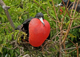 Magnificent Frigatebird