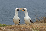 Nazca Booby