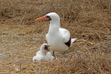 Nazca Booby