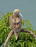 Red-footed Booby