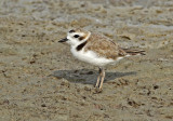 Snowy Plover