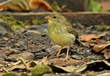 Yellow-browed Sparrow