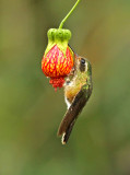 Speckled Hummingbird