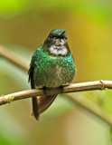 Tourmaline Sunangel