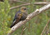Blue-mantled Thornbill